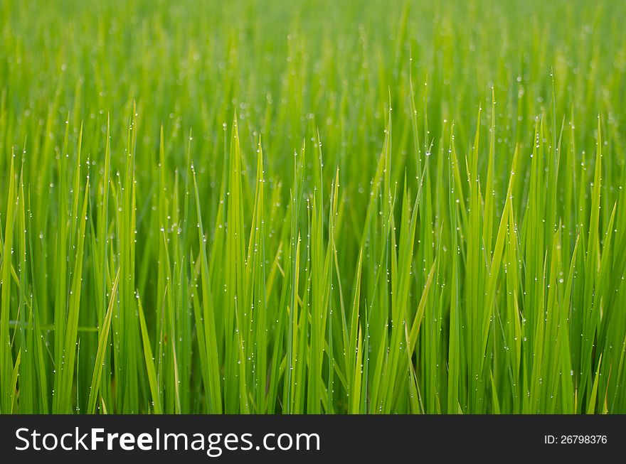 Green jasmine rice field with water drop in Thailand. Green jasmine rice field with water drop in Thailand