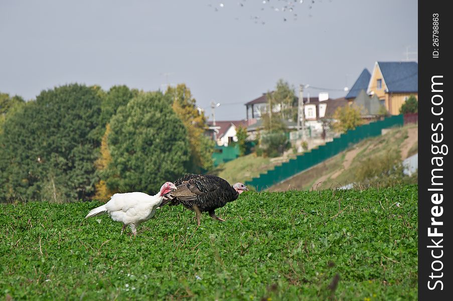 Pair of turkey-cocks male and female