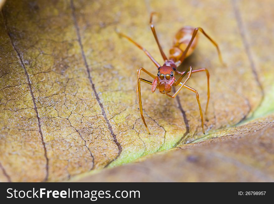 Female Myrmarachne plataleoides jumping spider