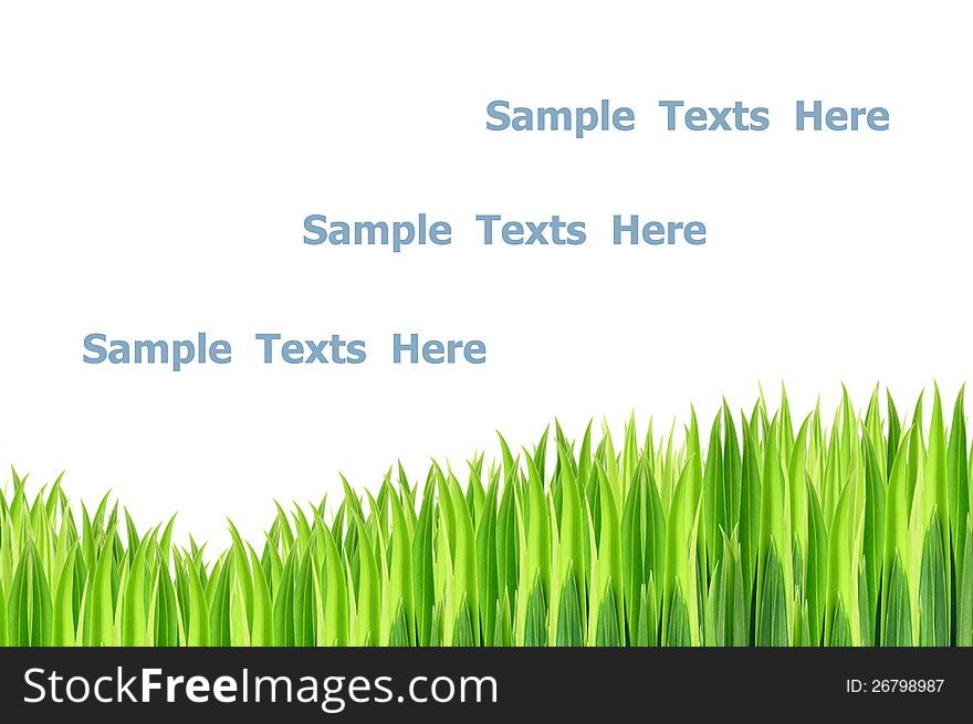 Pattern of grasses on white background. Pattern of grasses on white background