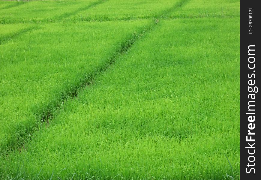 Rice field view in thailand. Rice field view in thailand