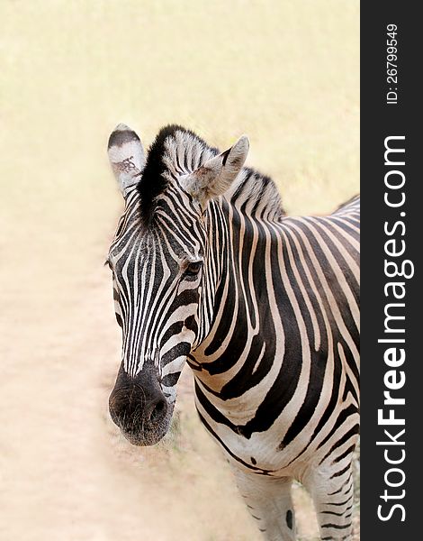 African wild animal zebra's face closeup showing distinctive stripes in black and white. This mammal is closely related to horse the stripe patterns are unique to each zebra. African wild animal zebra's face closeup showing distinctive stripes in black and white. This mammal is closely related to horse the stripe patterns are unique to each zebra