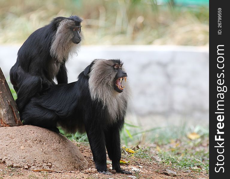 Threatened endemic indian ape- lion tailed macaque