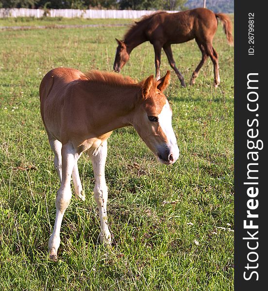 Foal with mare