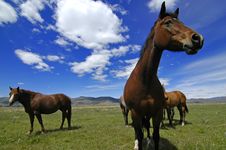 Horses In Field Stock Images