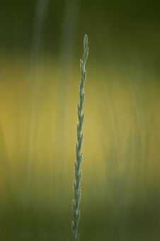 Grass In The Summer Royalty Free Stock Images Grass In The Summer Royalty Free Stock Images