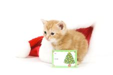 Kitten And Santa Hat With Card Stock Images