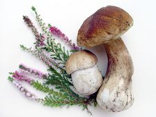 Mushrooms Royalty Free Stock Images