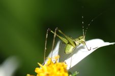 Tiny Green Color Grasshopper Stock Images Tiny Green Color Grasshopper Stock Images