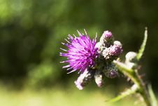 Prickly Thistle Royalty Free Stock Photo
