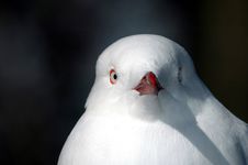 Gull Portrait Stock Image