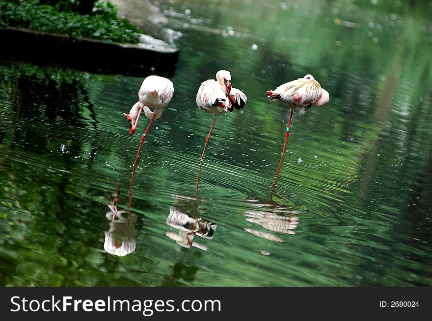Birds in the ponds
