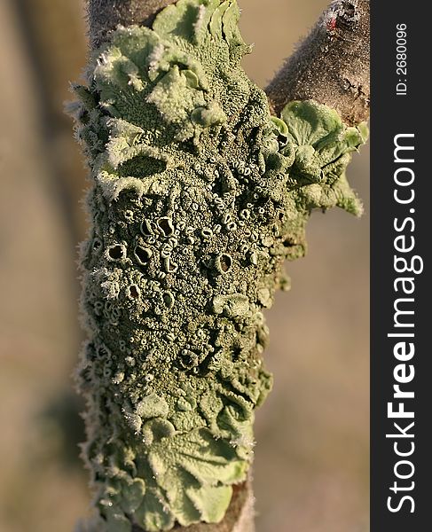 Green Lichen Growing On Tree in Winter