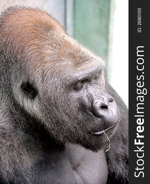 Portrait of nice gorilla male. Portrait of nice gorilla male
