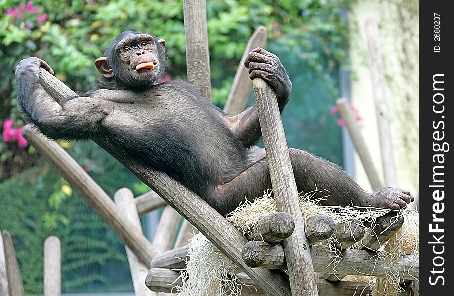 Portrait of nice young chimpanzee. Portrait of nice young chimpanzee