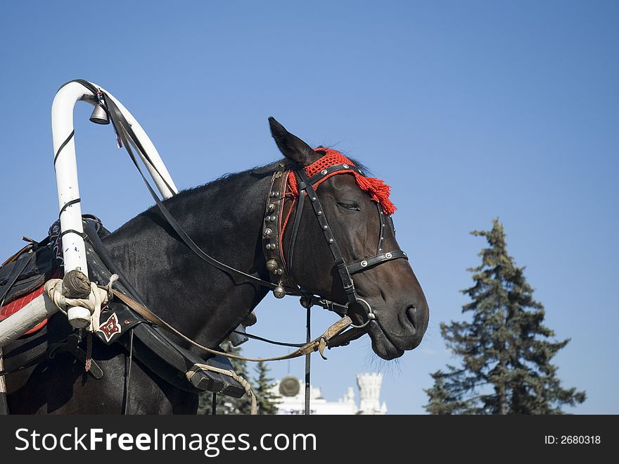 A harnessed horse in the city park. A harnessed horse in the city park