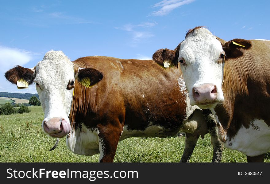 Cows on green grass and summer blue sky. Landscape from Czech republic