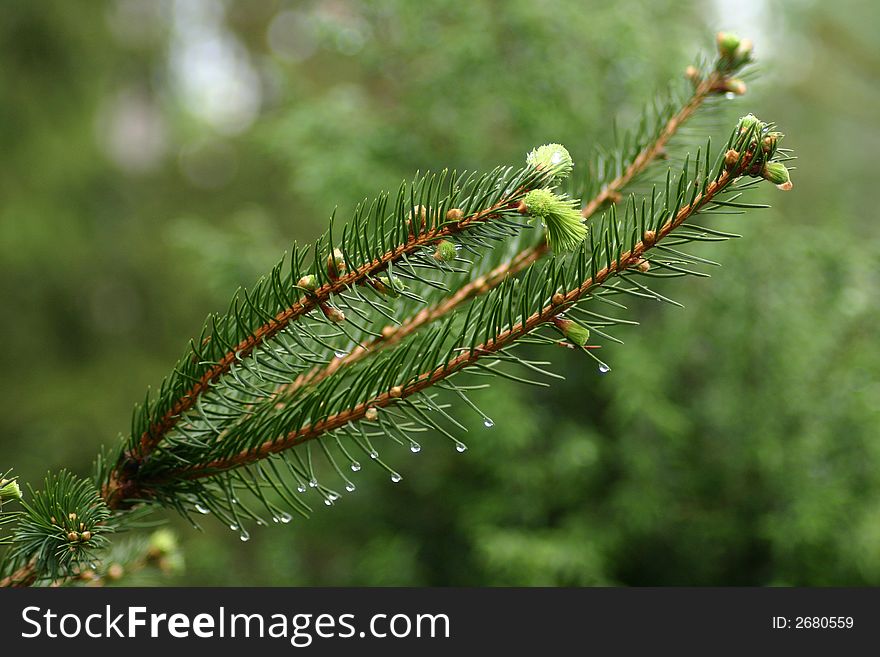Closeup of raindrops on pine