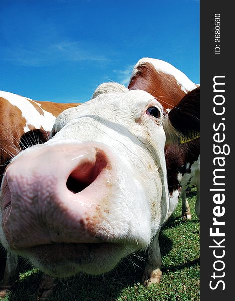 Cows on green grass and summer blue sky. Landscape from Czech republic