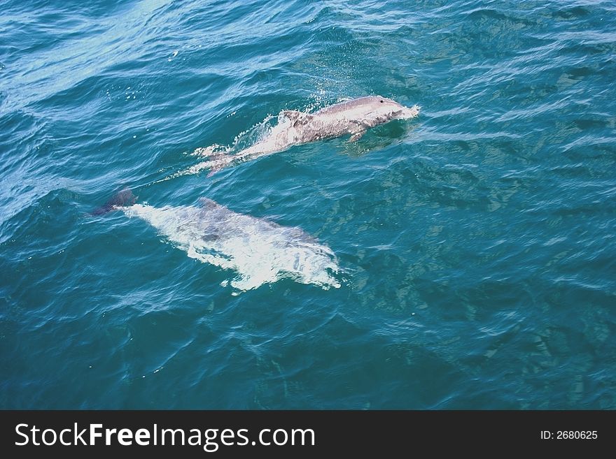 Dolphins swimming next to a boat at Jervis Bay, Australia