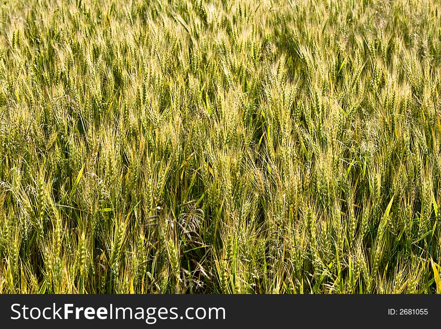 A field of spring wheat. A field of spring wheat
