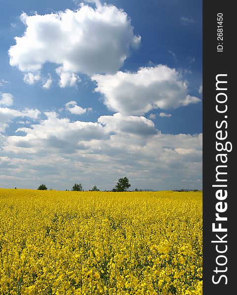 Landscape - Yellow Field And Blue Sky In Europe.