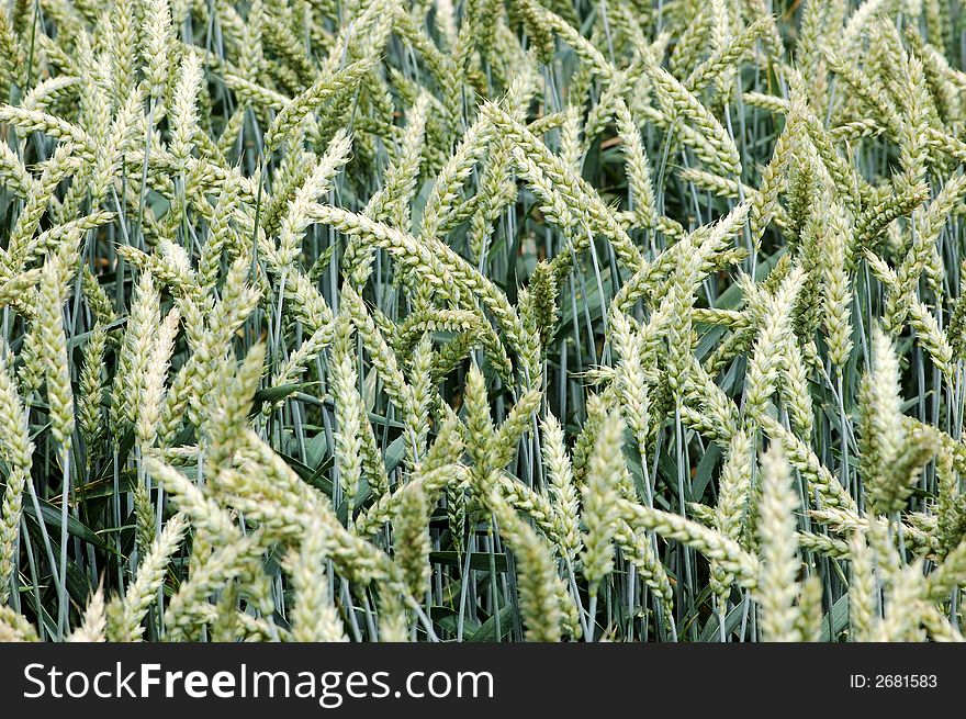 Wheat Field, great for background and texture