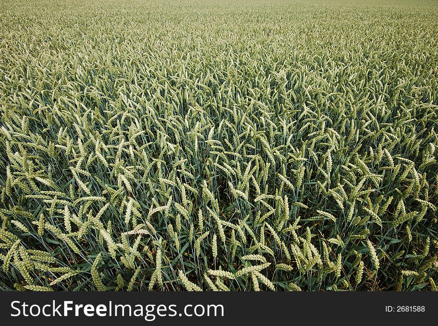 Wheat Field, great for background and texture