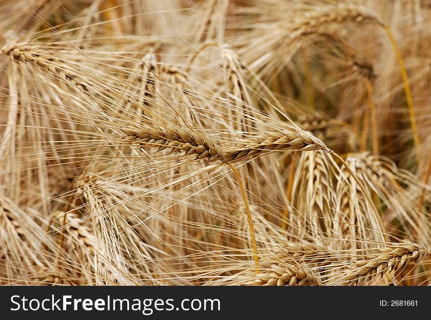 Wheat Close-up