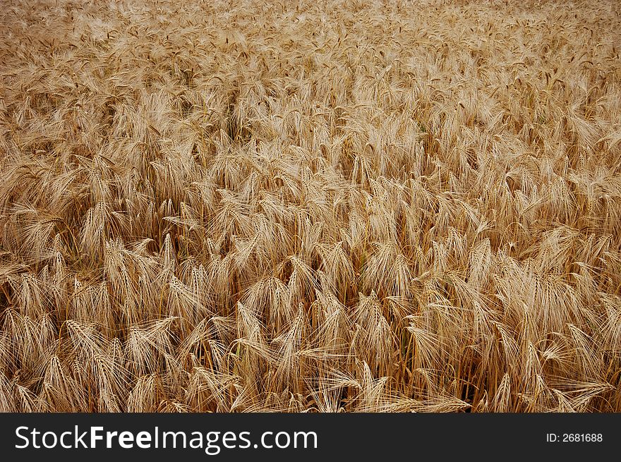 Wheat Field, great for background and texture