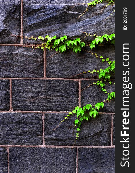 Closeup detail of green ivy on wall of building. Closeup detail of green ivy on wall of building