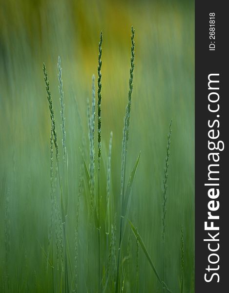 Closeup shot of Grass and Weeds in the summer. Closeup shot of Grass and Weeds in the summer