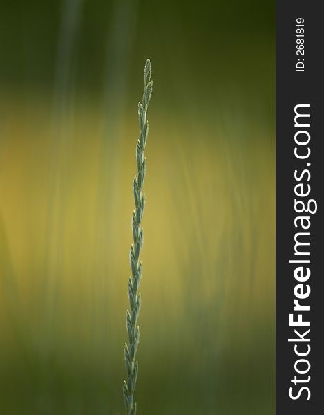 Grass in the Summer