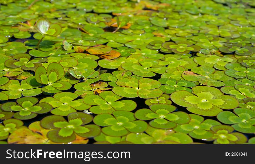 Four-leaf clovers floating on a pond. Four-leaf clovers floating on a pond.