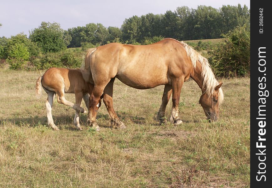 Female horse with young on the pasture