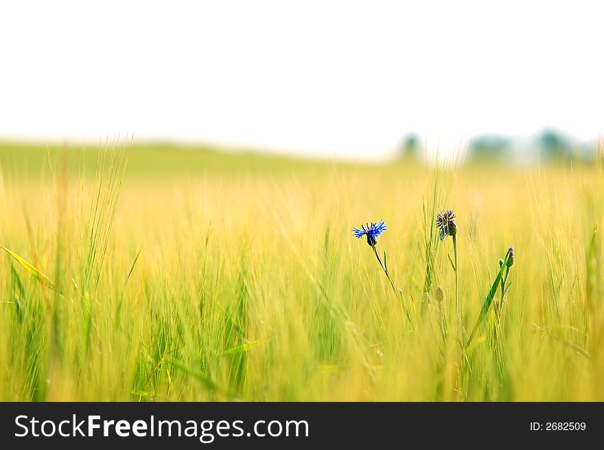 Fresh Meadow Background