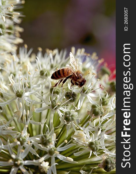 Small insect pollinating on white spring flowers. Small insect pollinating on white spring flowers