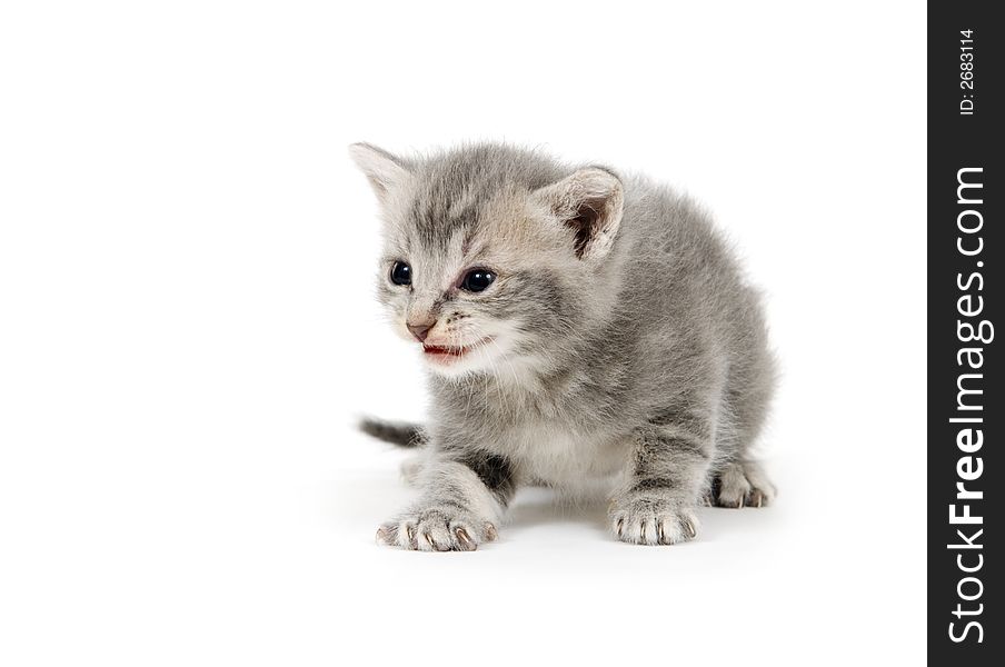 A gray kitten ready to pounce on white background