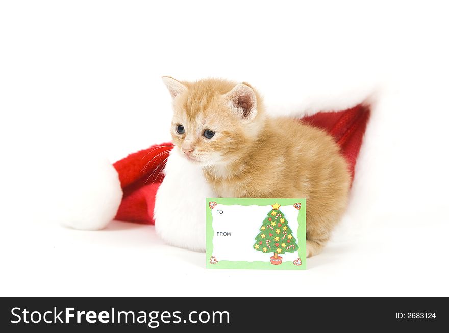 A kitten hides in a santa hat with a gift card on white background. A kitten hides in a santa hat with a gift card on white background
