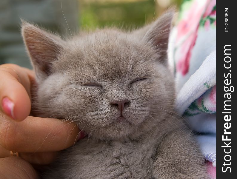 Picture of a Sleeping little kitten