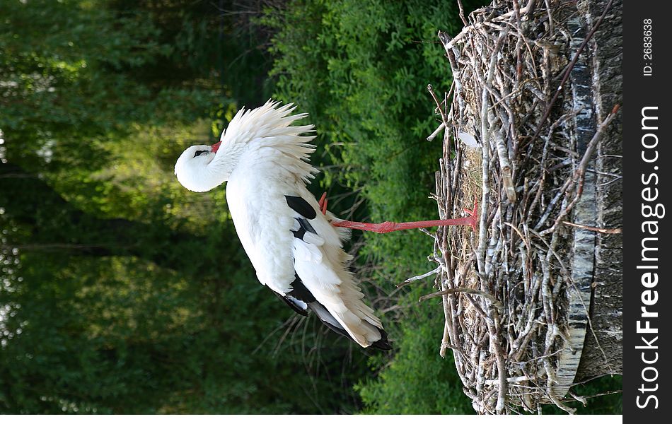 Stork standing on one leg