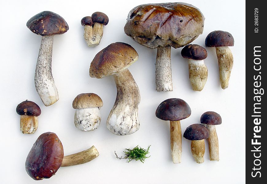 Wild Mushrooms Plateau