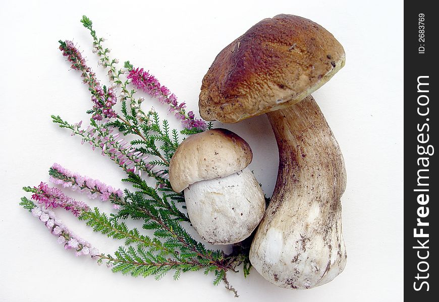 Two wild sand mushrooms and heather