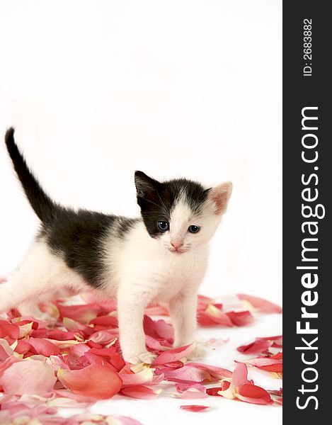 Cute kitten looking curious on a white background. Cute kitten looking curious on a white background