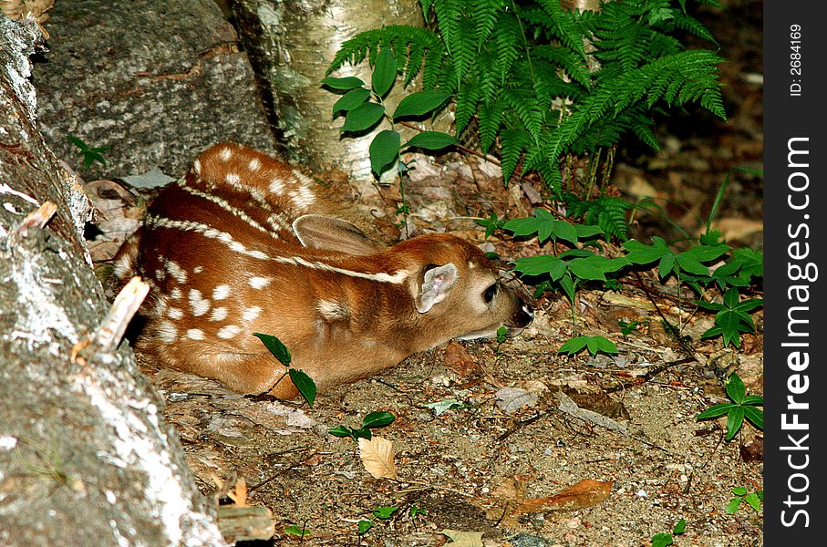 Adorable baby fawn sleeping by log in the woods