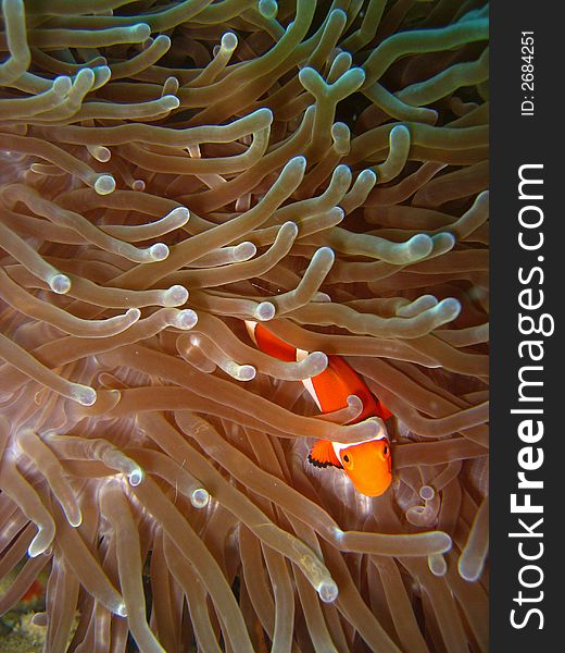 Tropical finding nemo clown fish photo from a scuba diving ecotourism adventure on a pristine coral reef. Tropical finding nemo clown fish photo from a scuba diving ecotourism adventure on a pristine coral reef