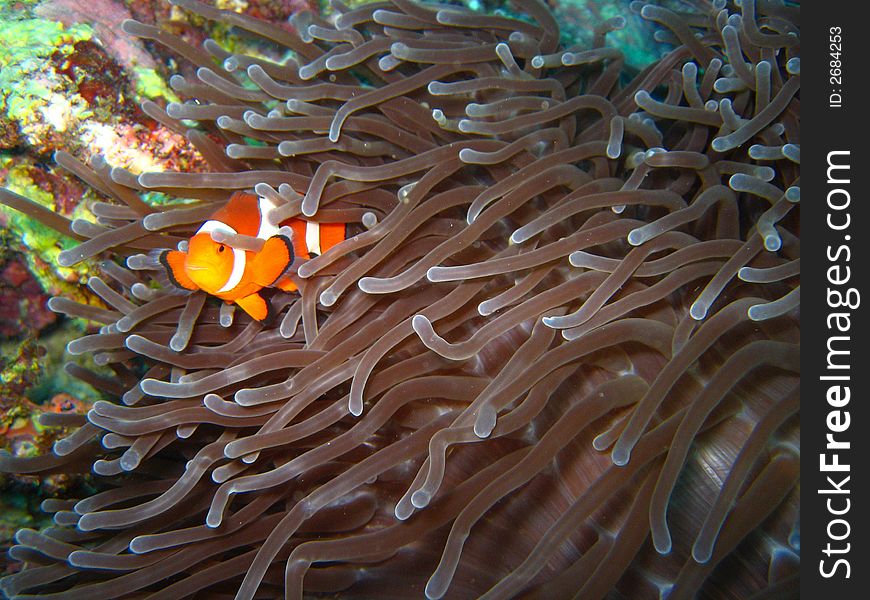 Tropical finding nemo clown fish photo from a scuba diving ecotourism adventure on a pristine coral reef. Tropical finding nemo clown fish photo from a scuba diving ecotourism adventure on a pristine coral reef