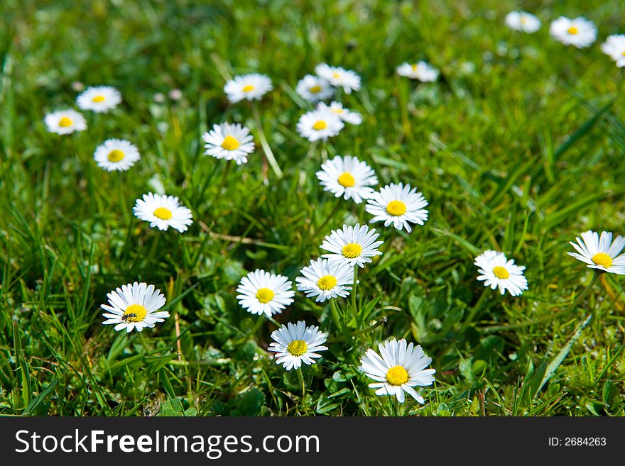 A grassland full of daisies. A grassland full of daisies