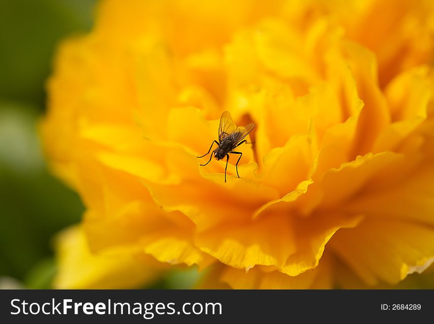 A fly on a yellow orange flower. A fly on a yellow orange flower