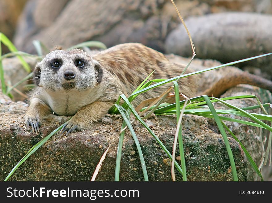 The meerkat or suricate is a small mammal and a member of the mongoose family